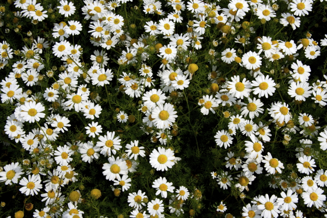 About Garden Patch 1 a dense cluster of daisy-like flowers