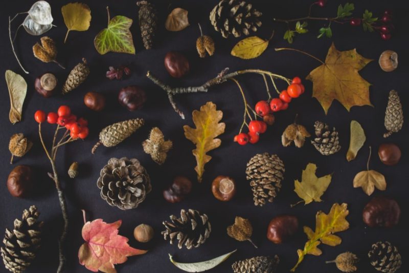 20 Fun & Adventurous Garden Camping Ideas For the Family 13 autumn leaves with acorns and maple leaves