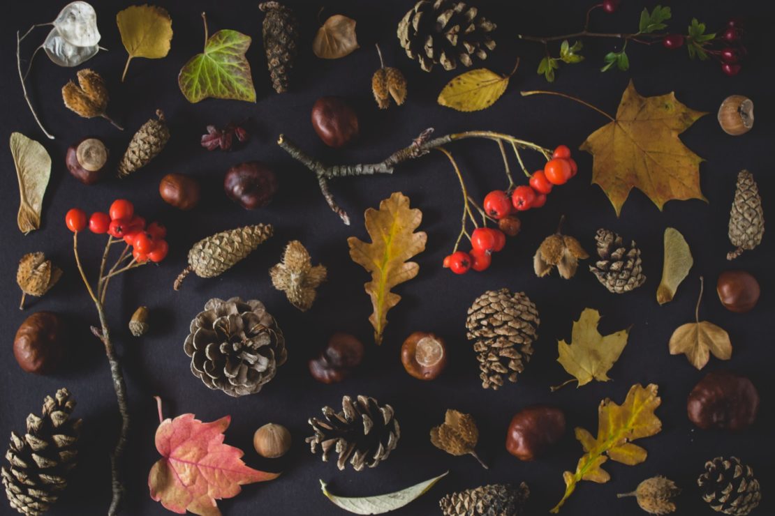 autumn leaves with acorns and maple leaves