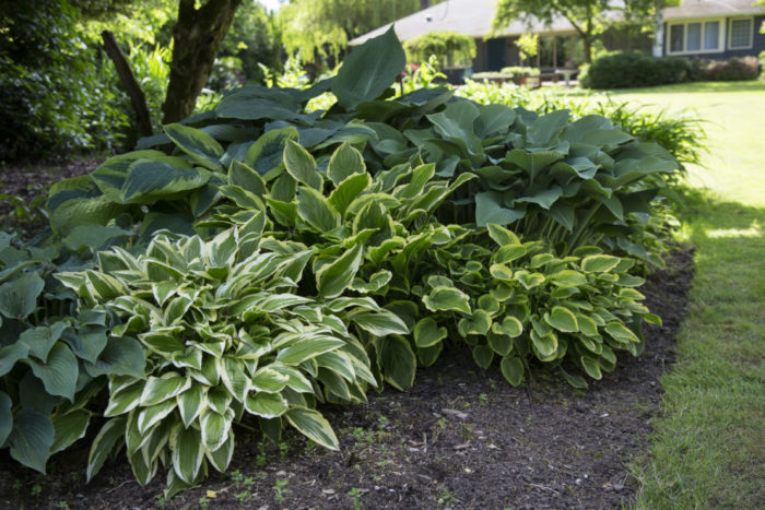 Tips for Growing a Shade Garden 3 hosta plants in a garden flower bed