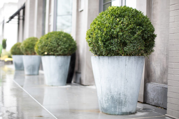a row of neat box shrubs cut into spheres in concrete pots