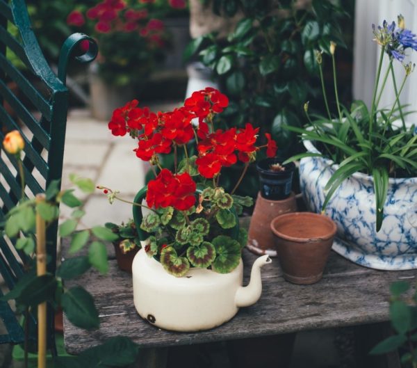 16 Vintage Garden Decor Ideas: Upcycle Glamour to a Garden 3 vivid red geraniums grow from a vintage metal teapot on a wooden bench in a garden filled with plants