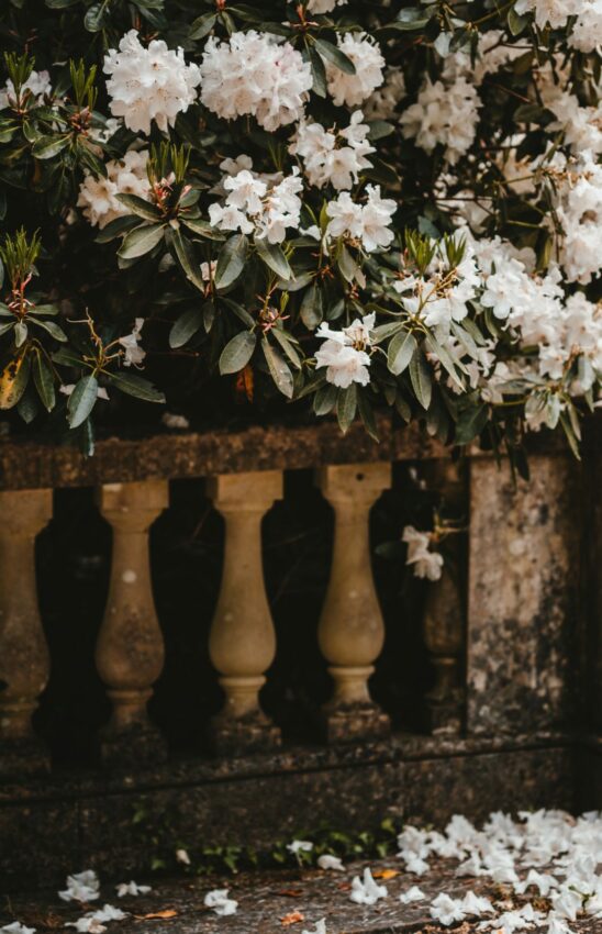 a plant with dark leaves and white flowers spills over a romanesque balustrade