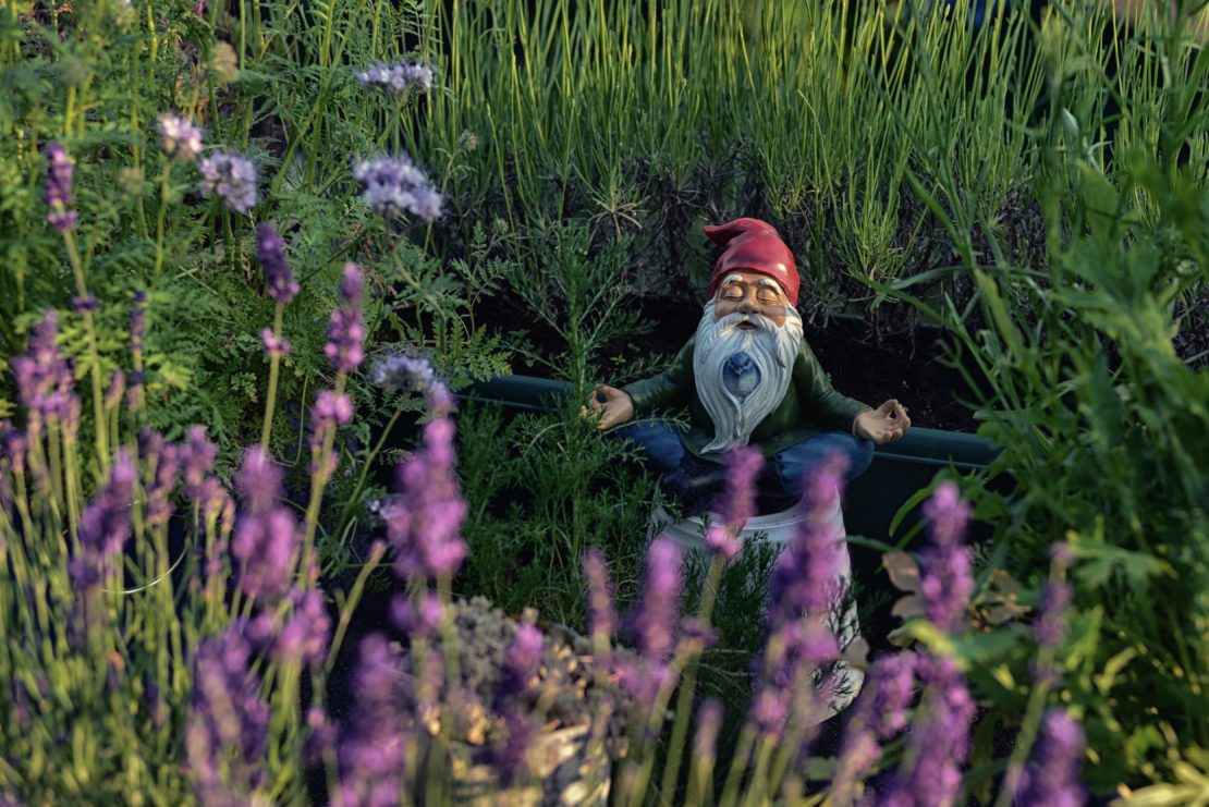 hidden among flowers, a gnome statuette sits in a meditative lotus position with a bluebird poking out from his beard