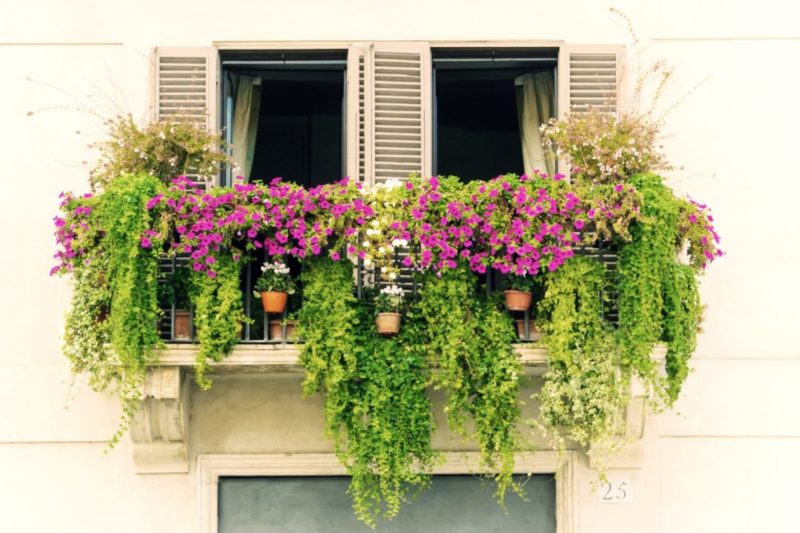 A European-style balcony with window shutters, overflowing with flowers and plants