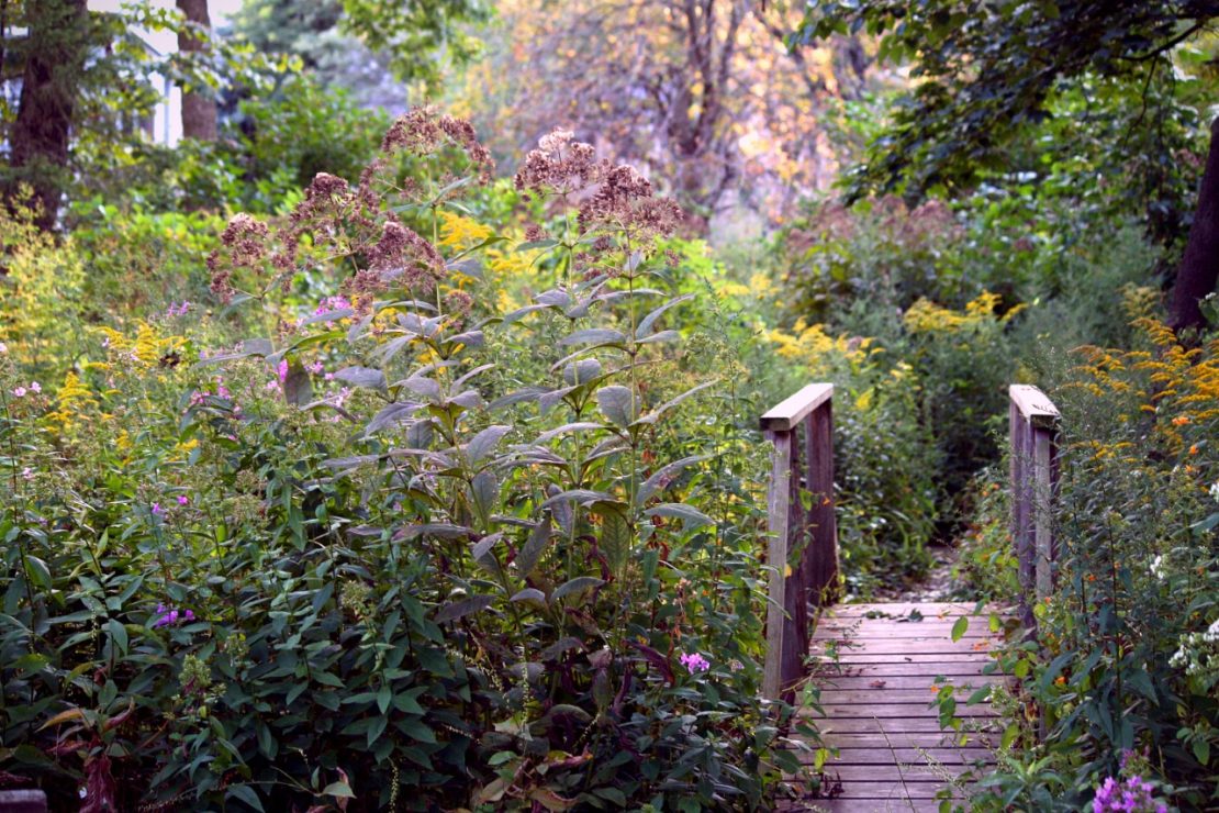 a small wooden bridge in an overgrown enchanted garden
