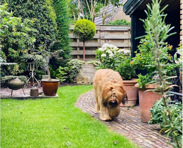 Outdoor Dog Area Ideas For a Puppy-Friendly Garden Paradise 11 a big fluffy beige dog walking along a cobbled garden path