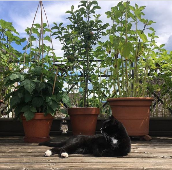 15 Roof Garden Ideas to Design Your City Escape From Chaos 5 a black and white cat enjoys the sunshine in front of three large pots with vegetables growing in them