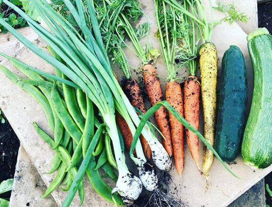 a collection of fresh vegetables, straight from the earth