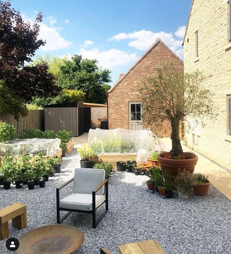 a gravel garden with an olive tree and lots of herbs in pots