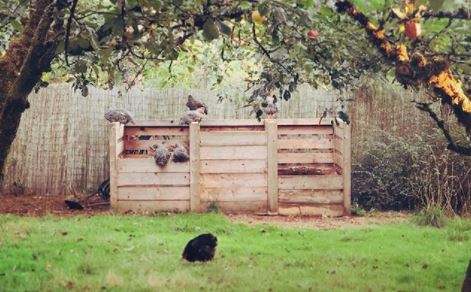 a group of chickens investigating some garden compost bins