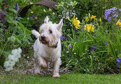 Outdoor Dog Area Ideas For a Puppy-Friendly Garden Paradise 2 a highland terrier exploring a tunnel in a garden