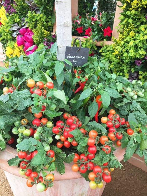 a large planter filled with a huge tomato plant, heavy with tomatoes