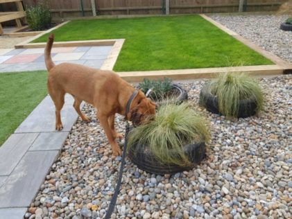 outdoor dog area ideas with some plants growing in a tyre planter