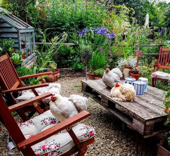 7 Natural Ways To Keep Snails Out Of Your Garden 5 a pallet table with folding wooden garden chairs and several chickens laying across them