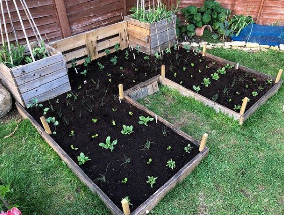 a raised vegetable planted with seedlings in neat rows
