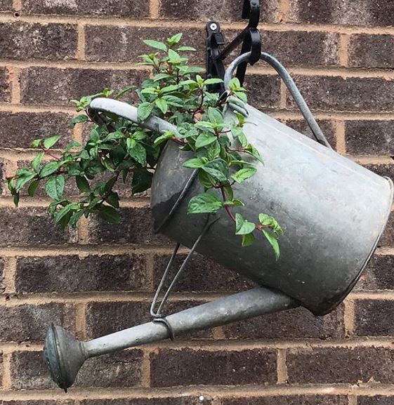 16 Vintage Garden Decor Ideas: Upcycle Glamour to a Garden 6 a watering can hanging on a wall bracket with a trailing plant growing inside