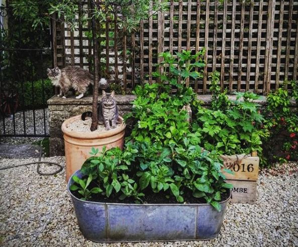 16 Vintage Garden Decor Ideas: Upcycle Glamour to a Garden 18 an old metal bathtub is filled with plants in a gravel garden