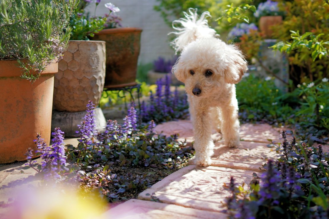Outdoor Dog Area Ideas For a Puppy-Friendly Garden Paradise 10 a little white poodle dog walks down a garden path between plants