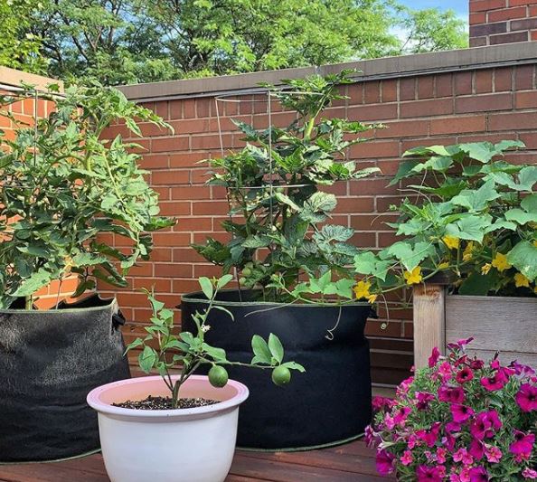 several large planters and grow-bags with tomatoes, flowers and citrus fruit growing on a roof terrace