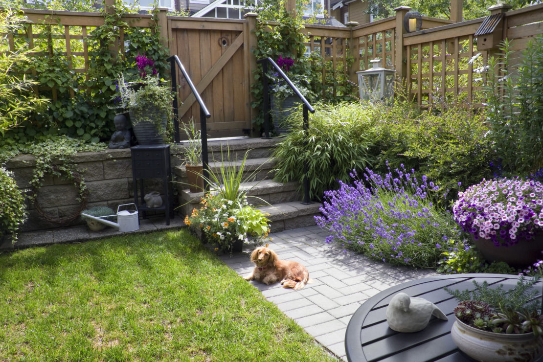 Outdoor Dog Area Ideas For a Puppy-Friendly Garden Paradise 14 a long-haired dacshund laying in a small garden