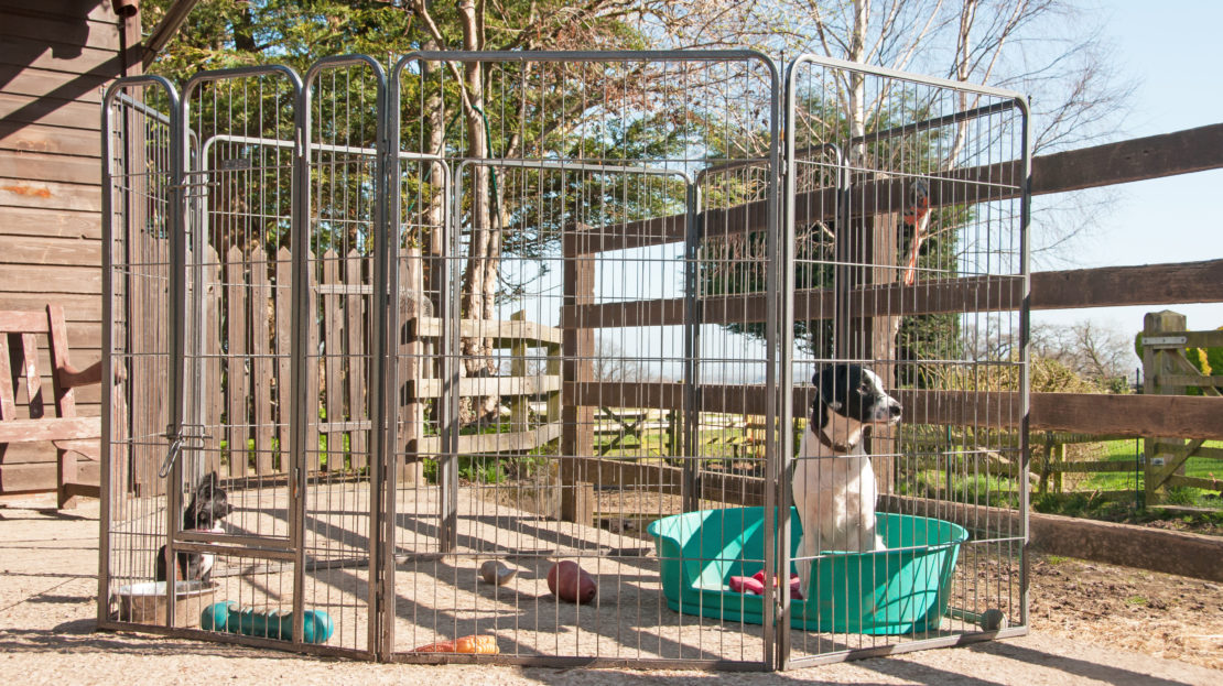Outdoor Dog Area Ideas For a Puppy-Friendly Garden Paradise 9 Outdoor Dog Area Ideas For a Puppy-Friendly Garden Paradise 4