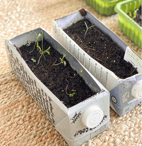 kitchen garden ideas using two milk cartons that have been cut open and repurposed into seed trays