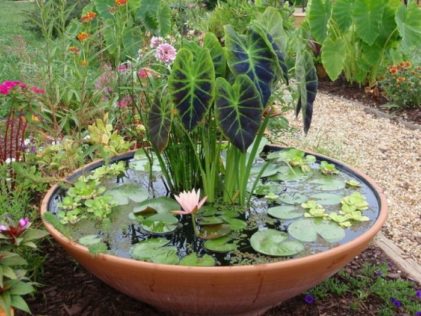 water bowl filled with a variety of aquatic plants