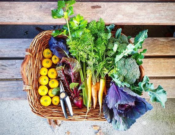 wicker basket filled with brightly coloured produce, fresh from the kitchen garden