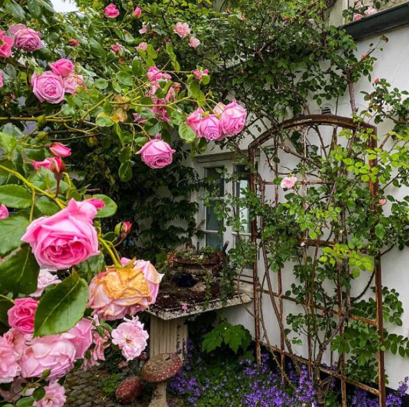 a huge rose bush, climbing a trellis and blooming with pink flowers