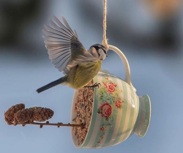 a blue tit balancing on a cup filled with bird seed