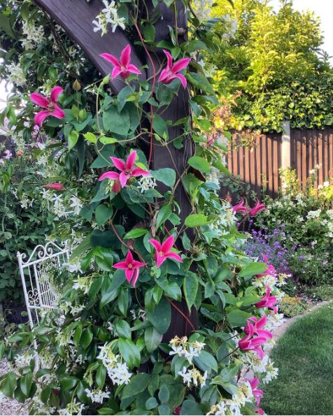 Tips for Growing a Shade Garden 6 pink climbing flowers growing over an arch