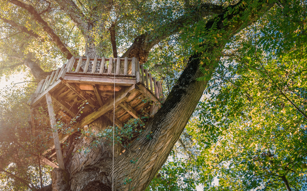 11 Awesome Garden Treehouse Ideas for You (and Your Kids) 4 a tree-top platform with rope hanging down