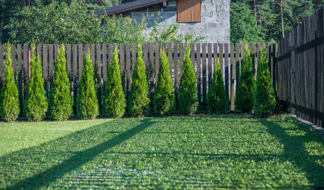 Spanish Themed Garden Ideas: Turn Your Garden into a Sizzling Iberian Sanctuary 16 a row of small cypress trees at the end of a garden