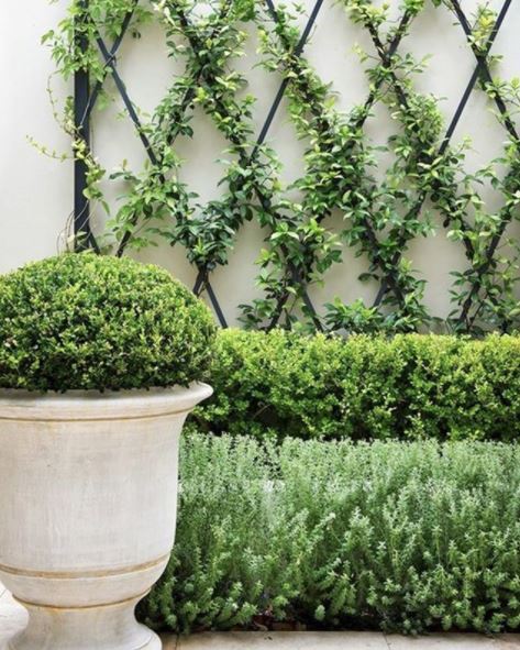 Italian style garden ideas: planting neat shrubs in front of a diamond shaped trellis