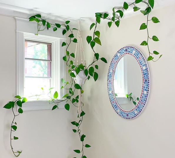 pothos in a hanging basket, trailing across the ceiling, wall and window