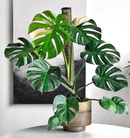 a monstera plant in a gold pot