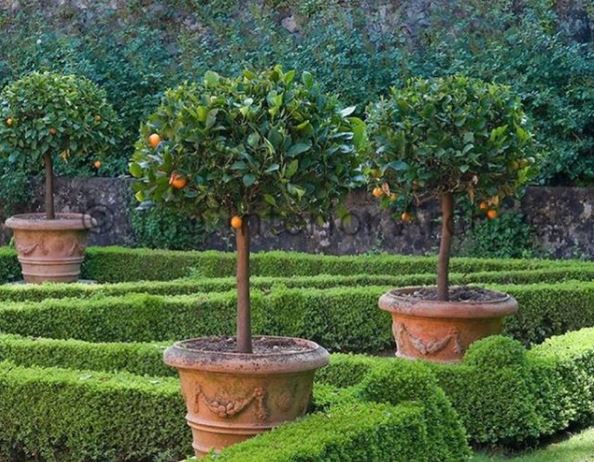 small orange trees growing in large plant pots