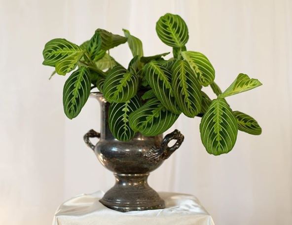 a prayer plant in a sculptural urn