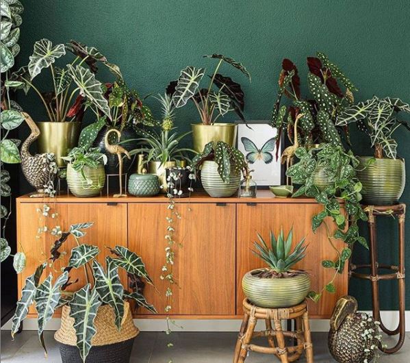 indoor garden ideas with a retro sideboard covered in plants