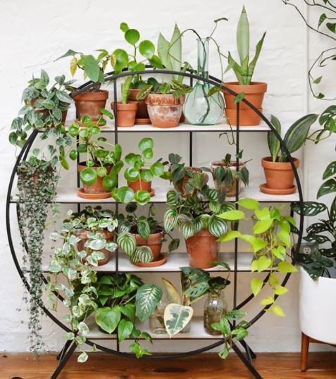 a circular shelving unit housing lots of houseplants in terracotta pots