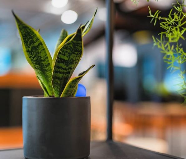 a small snake plant on a table