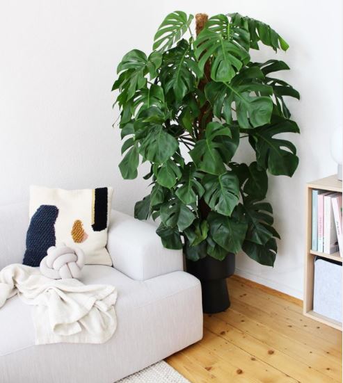 a large monstera in the corner of a bright room