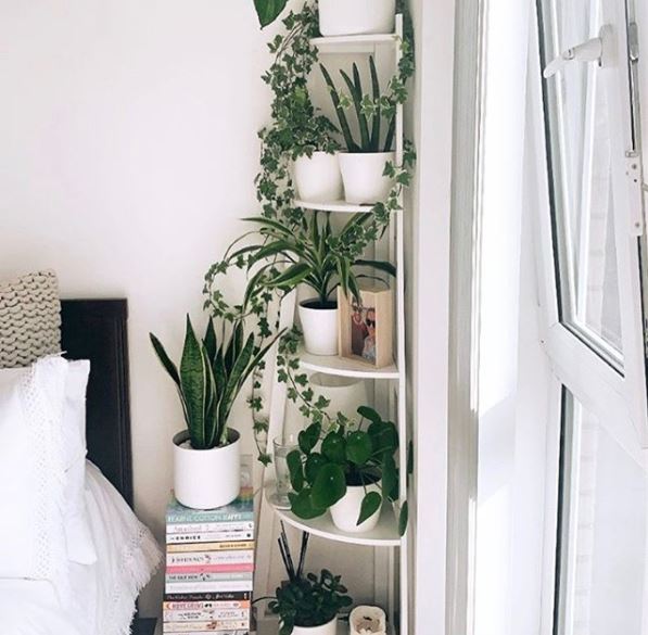 indoor garden ideas with happy, healthy plants on a corner shelf in a bedroom