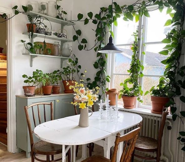 A sunny dining table surrounded by houseplants