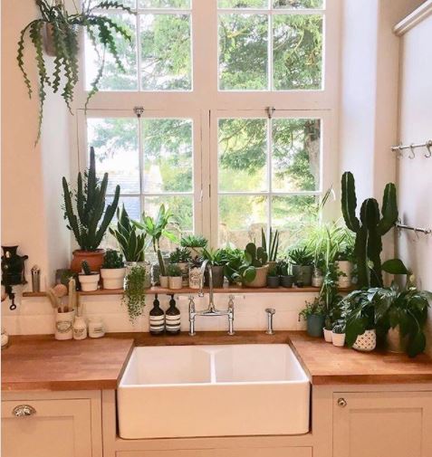 a bright kitchen windowsill filled with plants