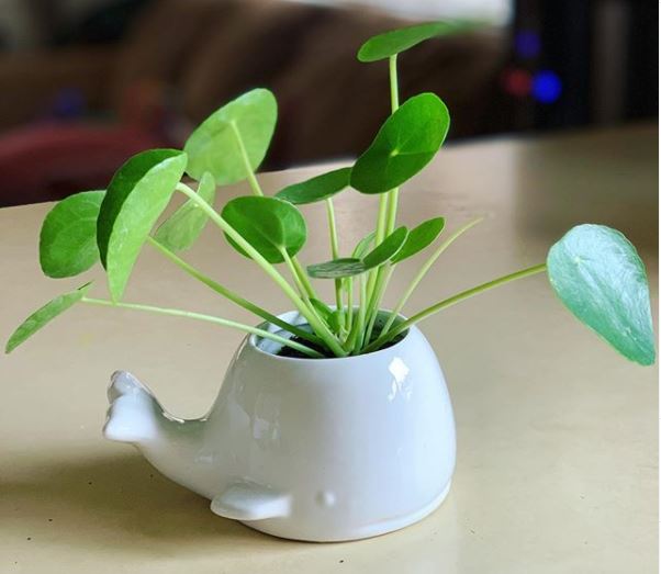 a small pilea plant inside a fun, whale shaped pot, as if the plant is a water spout