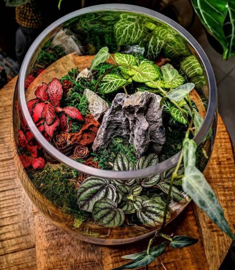 top-down view of a circular terrarium with a large rock surrounded by leafy plants