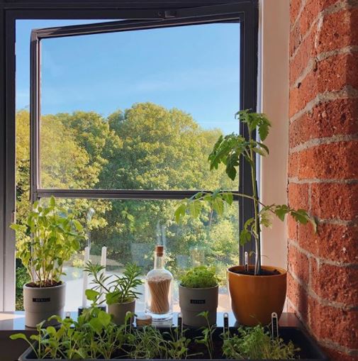 a selection of plants and herbs in pots on a sunny windowsill