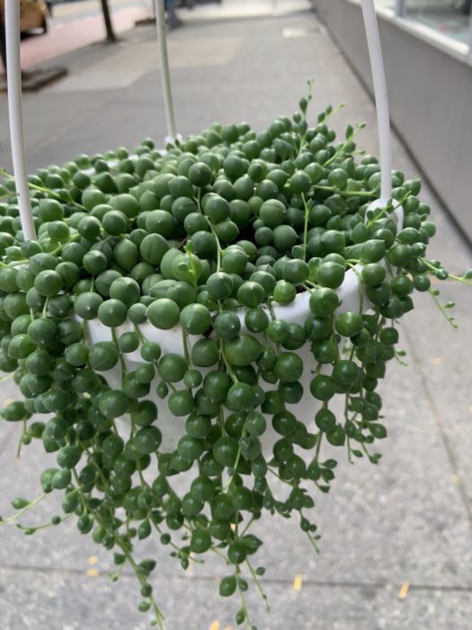 String of peals plant in a hanging basket